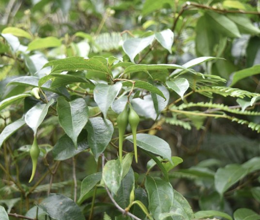杜仲藤(夹竹桃科杜仲藤属植物)