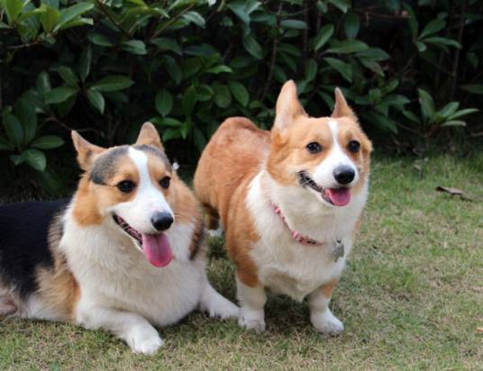 威尔士柯基犬(犬种)
