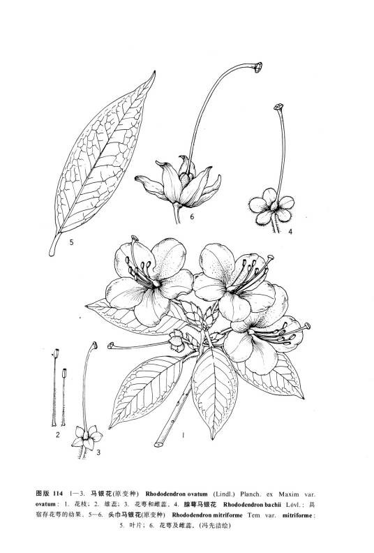 马银花（原变种）