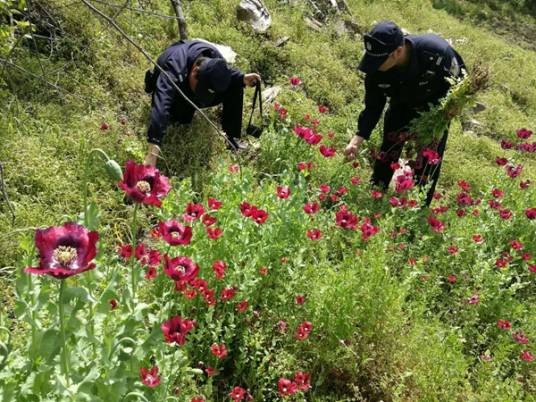 非法种植毒品原植物罪