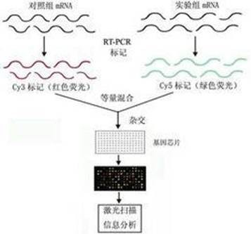 基因芯片