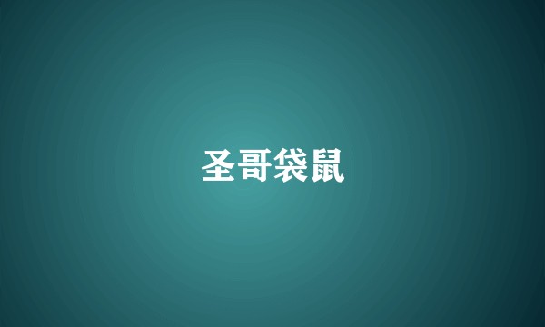 圣哥袋鼠