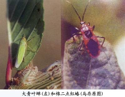 棉二点红蝽