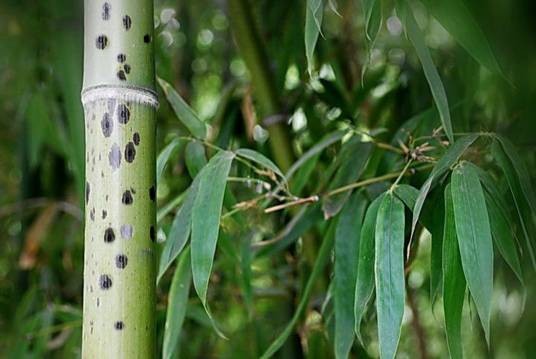 斑竹(禾本科刚竹属竹类植物)