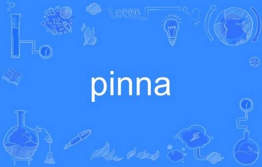 pinna（英语单词）