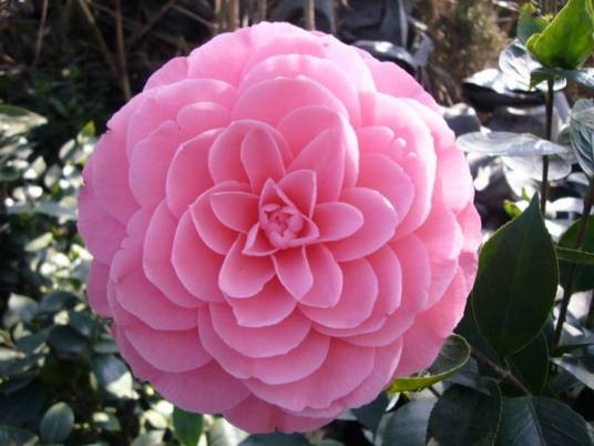 绝代佳人(茶花品种)