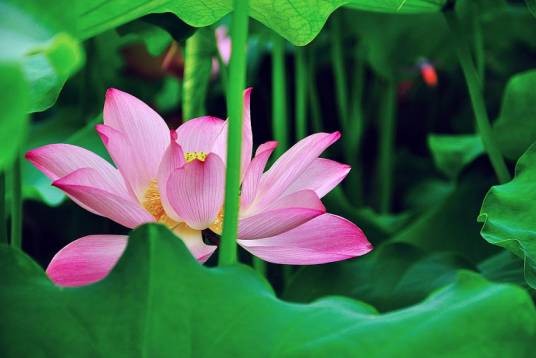 粉红莲(植物)