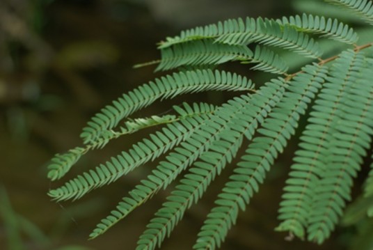 楹树（豆科合欢属植物）