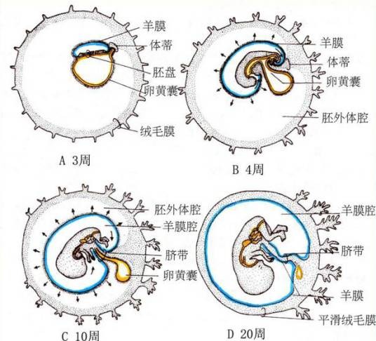 绒毛膜