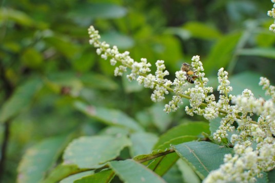 九龙藤(豆科植物)