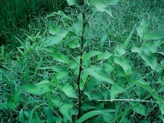 辣蓼草(蓼科蓼属植物)