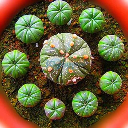兜（仙人掌科植物）
