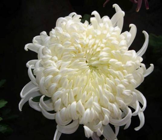 踏雪寻梅(菊花品种)
