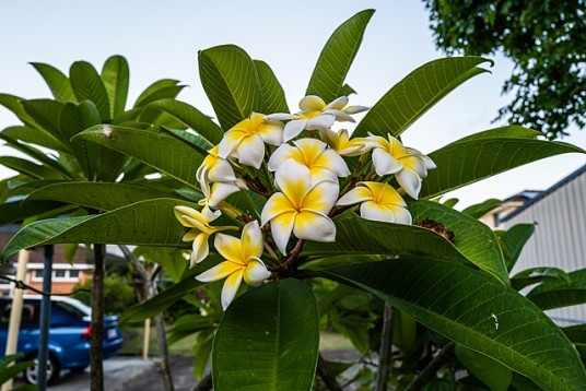 鸡蛋花（夹竹桃科鸡蛋花属植物）