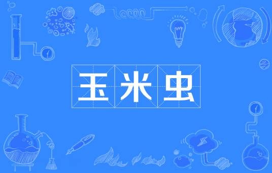 玉米虫