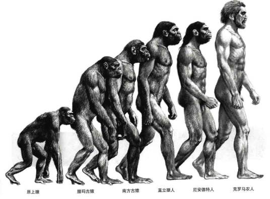 人类(人的总称)