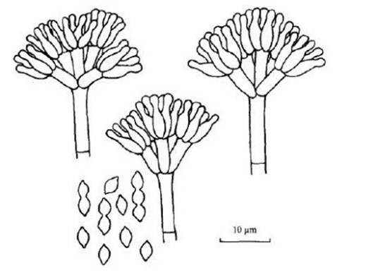 马尔尼菲青霉