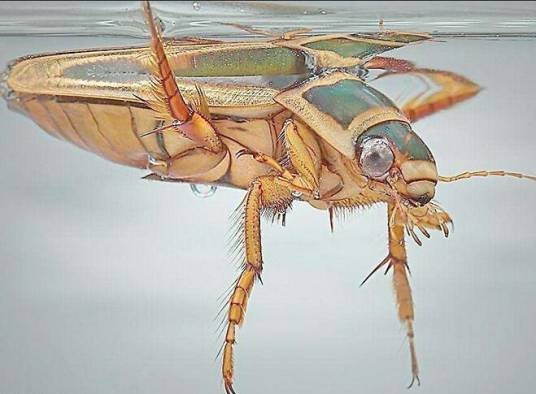水生昆虫