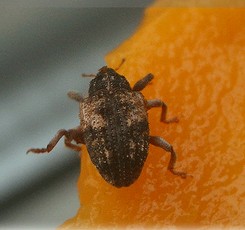 芒果果核象甲