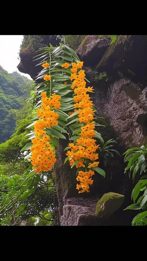 石斛兰（兰科石斛属植物）