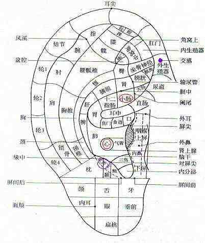 耳穴