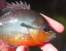 Lepomis auritus