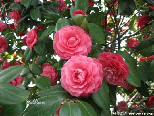 宁波市市花