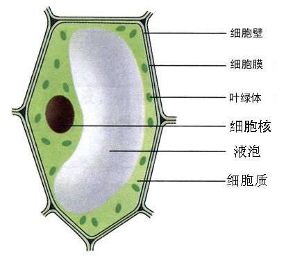 植物细胞（植物生命活动的基本单位）