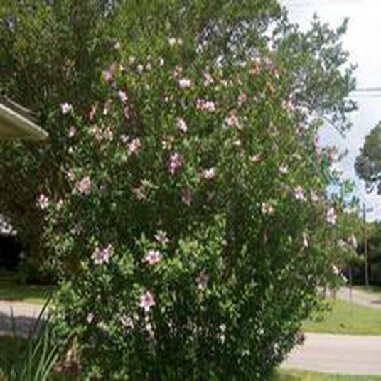 Hibiscus syriacus