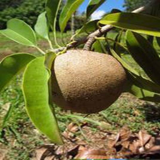 Manilkara zapota