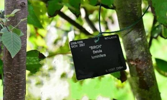 光皮桦0146