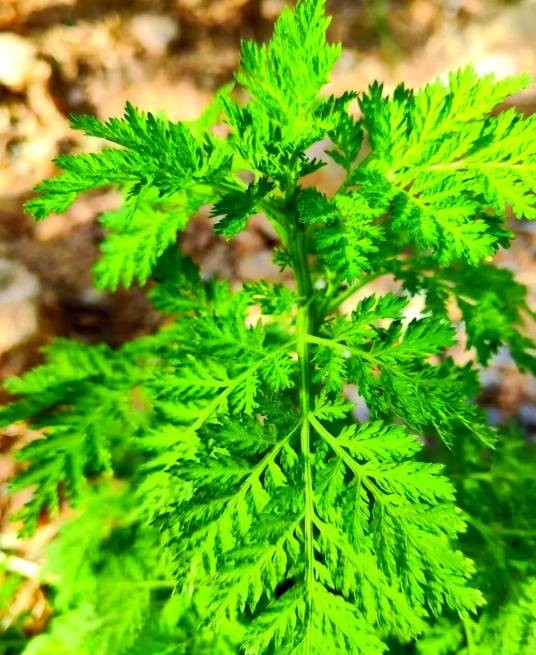 蒿草