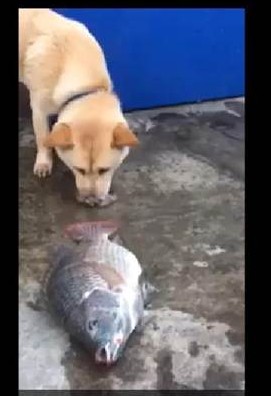 撩水救鱼