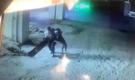 9·9凯里恶犬撕咬人事件
