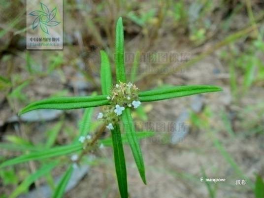 丰花草（茜草科丰钮扣草属植物）