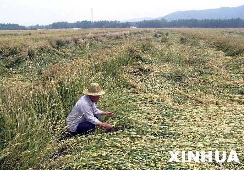 小麦倒伏