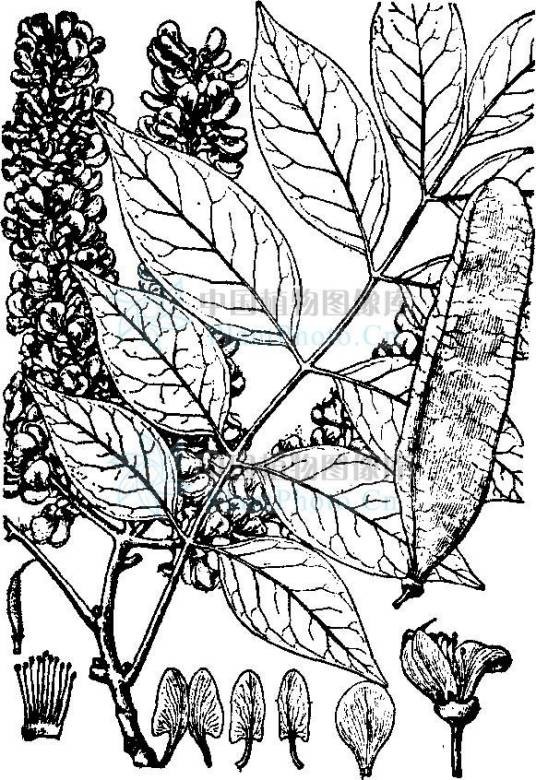 马鞍树