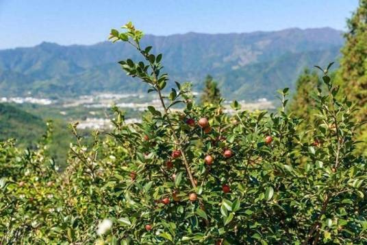 油茶林