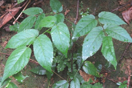 鹰不扑