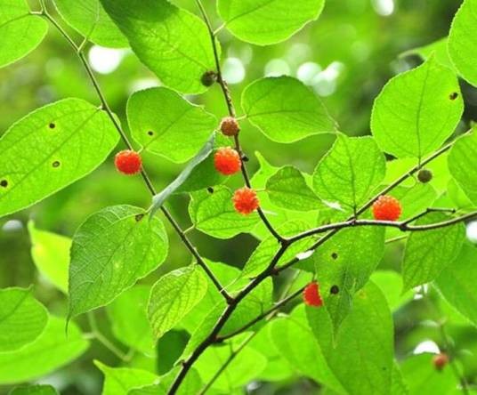 楮（桑科构属植物）