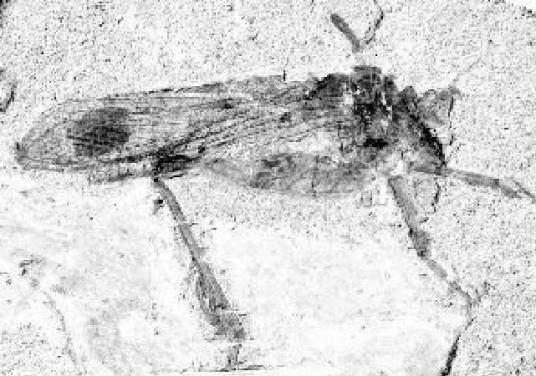 短脉螽