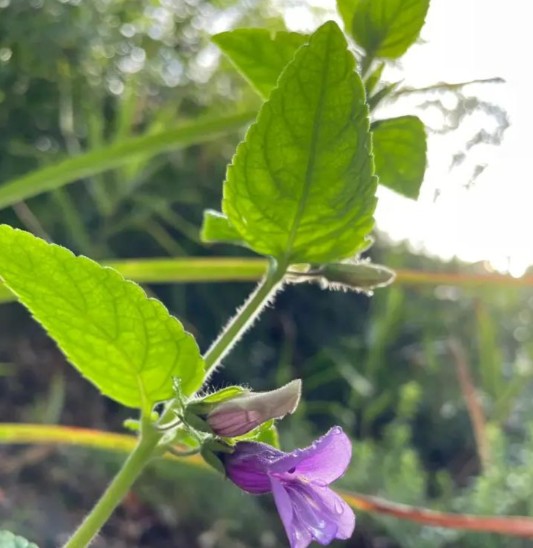 毛麝香（中药）