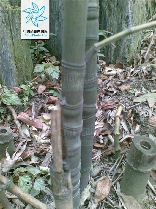 人面竹