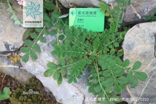 柔毛委陵菜