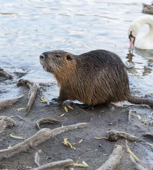 河狸鼠