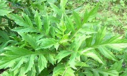 菊三七（中药名）