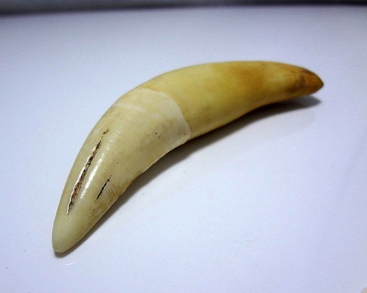 老虎牙