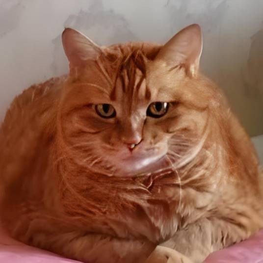 网红大胖猫