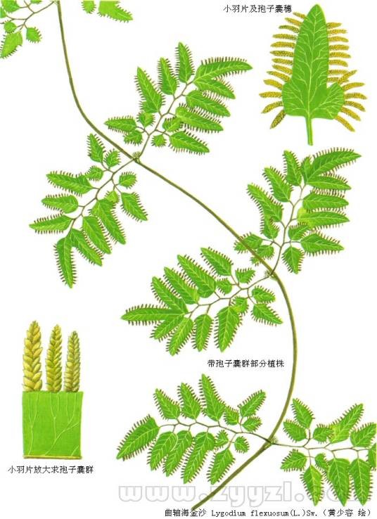 曲轴海金沙