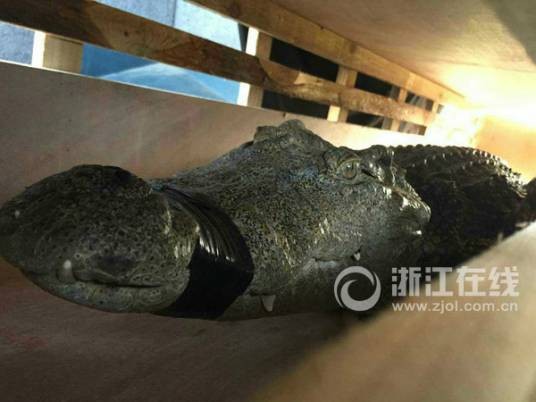 5·22温州大客车装运鳄鱼案